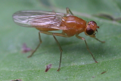 Psila fimetaria