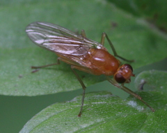 Psila fimetaria
