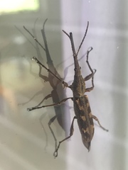 Lasiorhynchus barbicornis