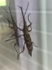 Lasiorhynchus barbicornis