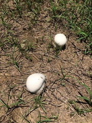 Calvatia lilacina