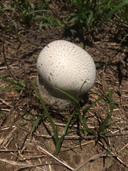 Calvatia lilacina