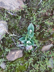 Colchicum capense capense