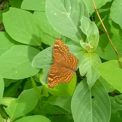 Junonia chorimene