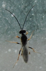 Ichneumonoidea