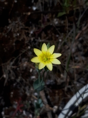 Blackstonia perfoliata