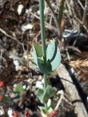 Blackstonia perfoliata