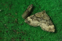 Sciota fumella