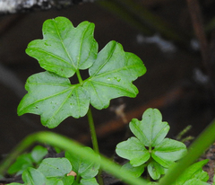Cardamine angulata