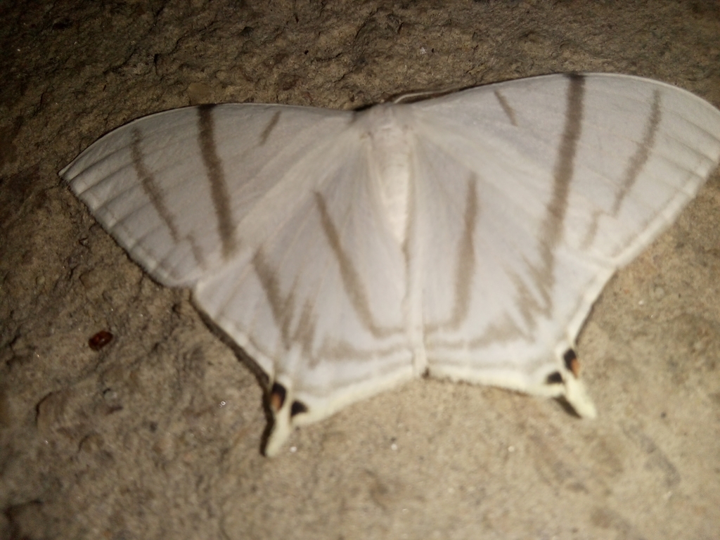 Therinia