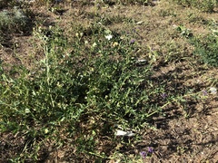 Medicago × varia