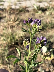 Medicago × varia