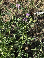 Medicago × varia