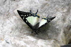 Polyura eudamippus