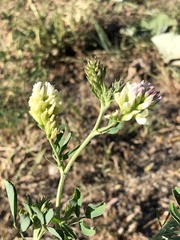 Medicago × varia