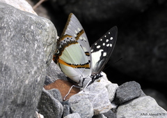 Polyura eudamippus