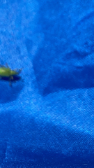 Polydrusus formosus