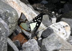 Polyura eudamippus