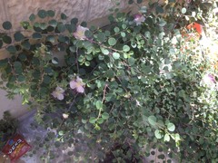 Capparis zoharyi