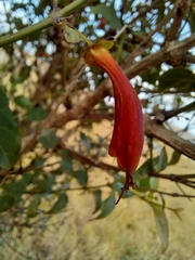 Stilbaceae