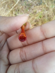 Stilbaceae