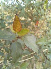 Stilbaceae