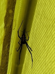 Latrodectus variolus