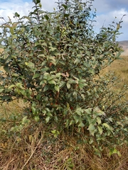 Stilbaceae