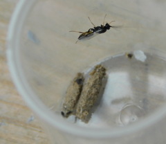 Ichneumonoidea