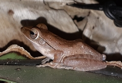 Polypedates leucomystax