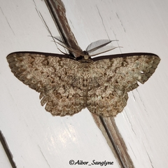 Hypomecis transcissa