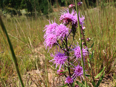 Liatris scariosa