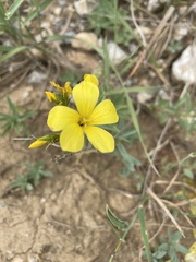 Linum nodiflorum
