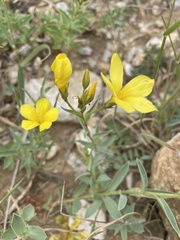 Linum nodiflorum