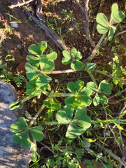 Oxalis compressa compressa
