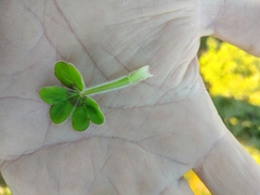 Oxalis compressa compressa