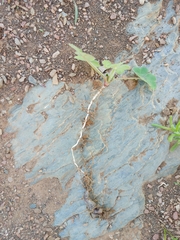 Oxalis compressa compressa