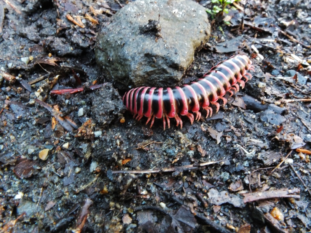 Sigmoria rubromarginata