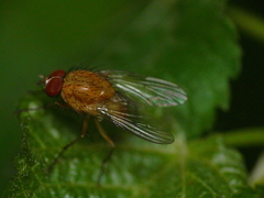 Pegomya testacea