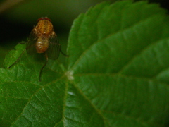 Pegomya testacea