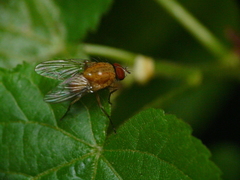 Pegomya testacea