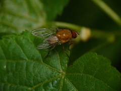 Pegomya testacea