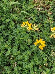 Lotus corniculatus