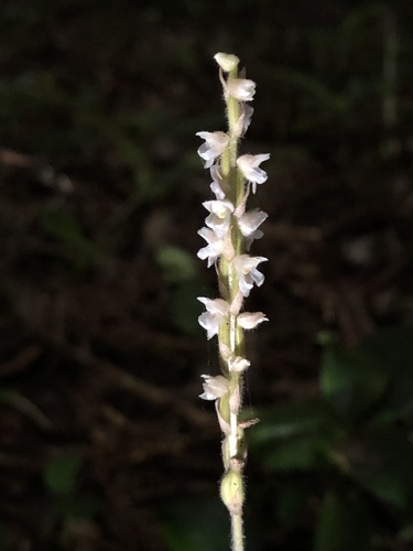 Hetaeria oblongifolia iNat (1)