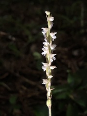Hetaeria oblongifolia