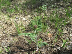 Valeriana alternifolia