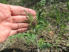 Valeriana alternifolia
