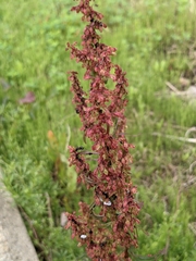Rumex