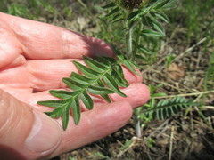 Valeriana alternifolia