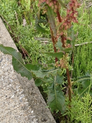 Rumex